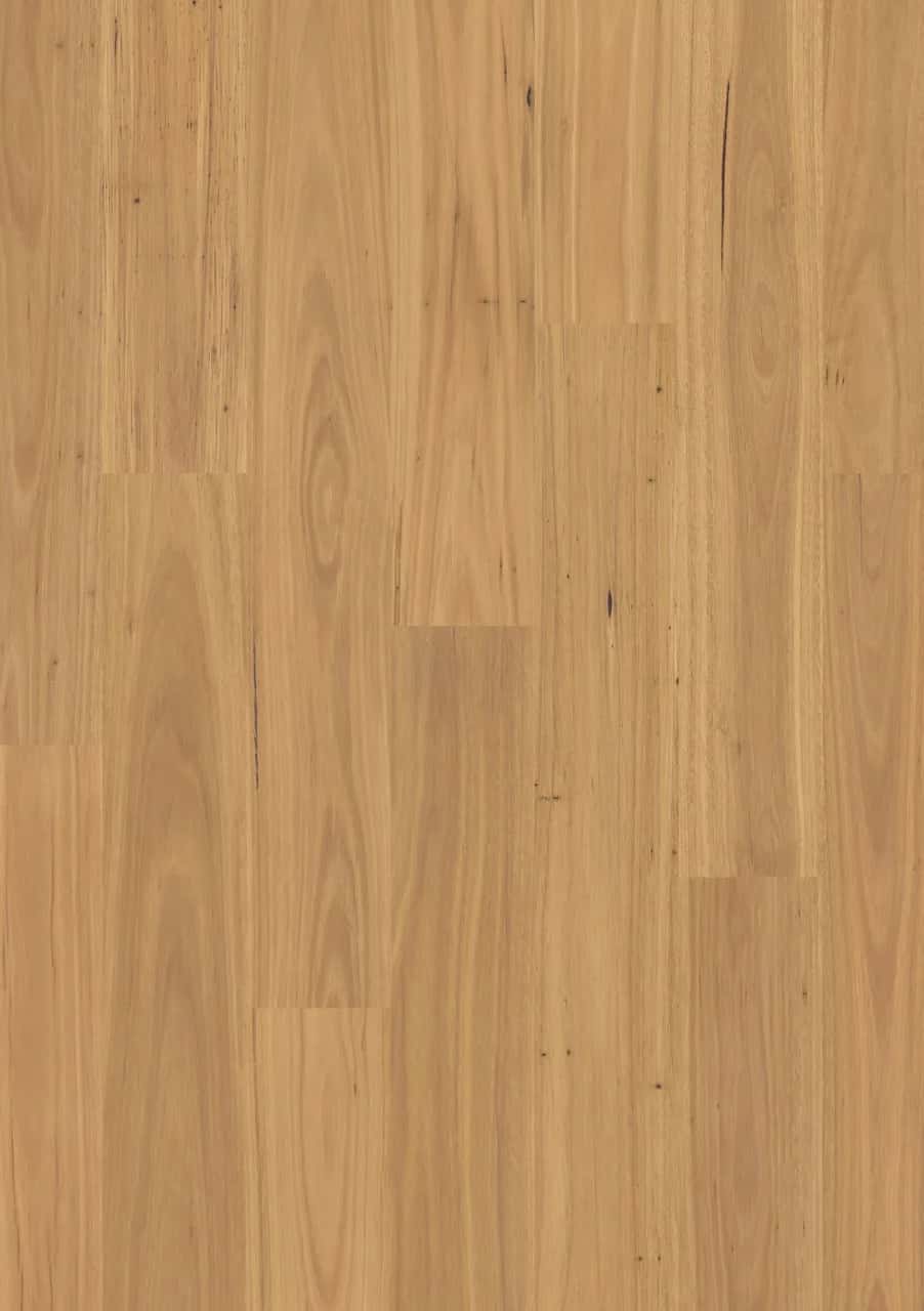 Pure blackbutt Laminate Eligna