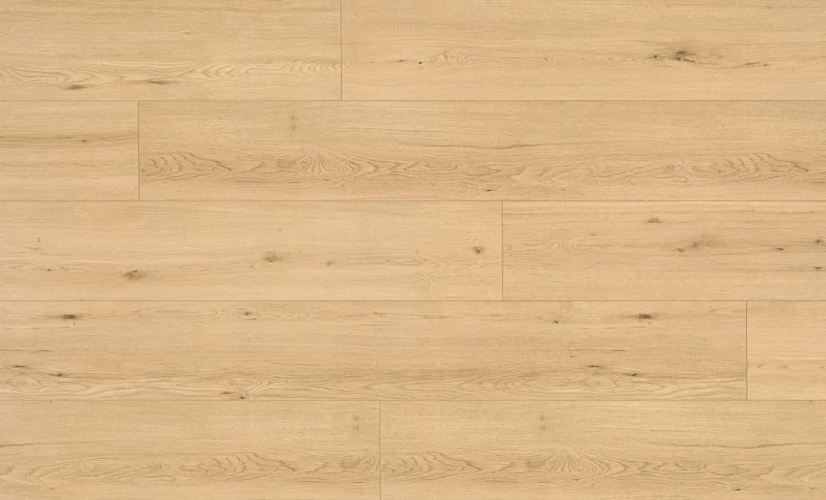 Disentis Oak