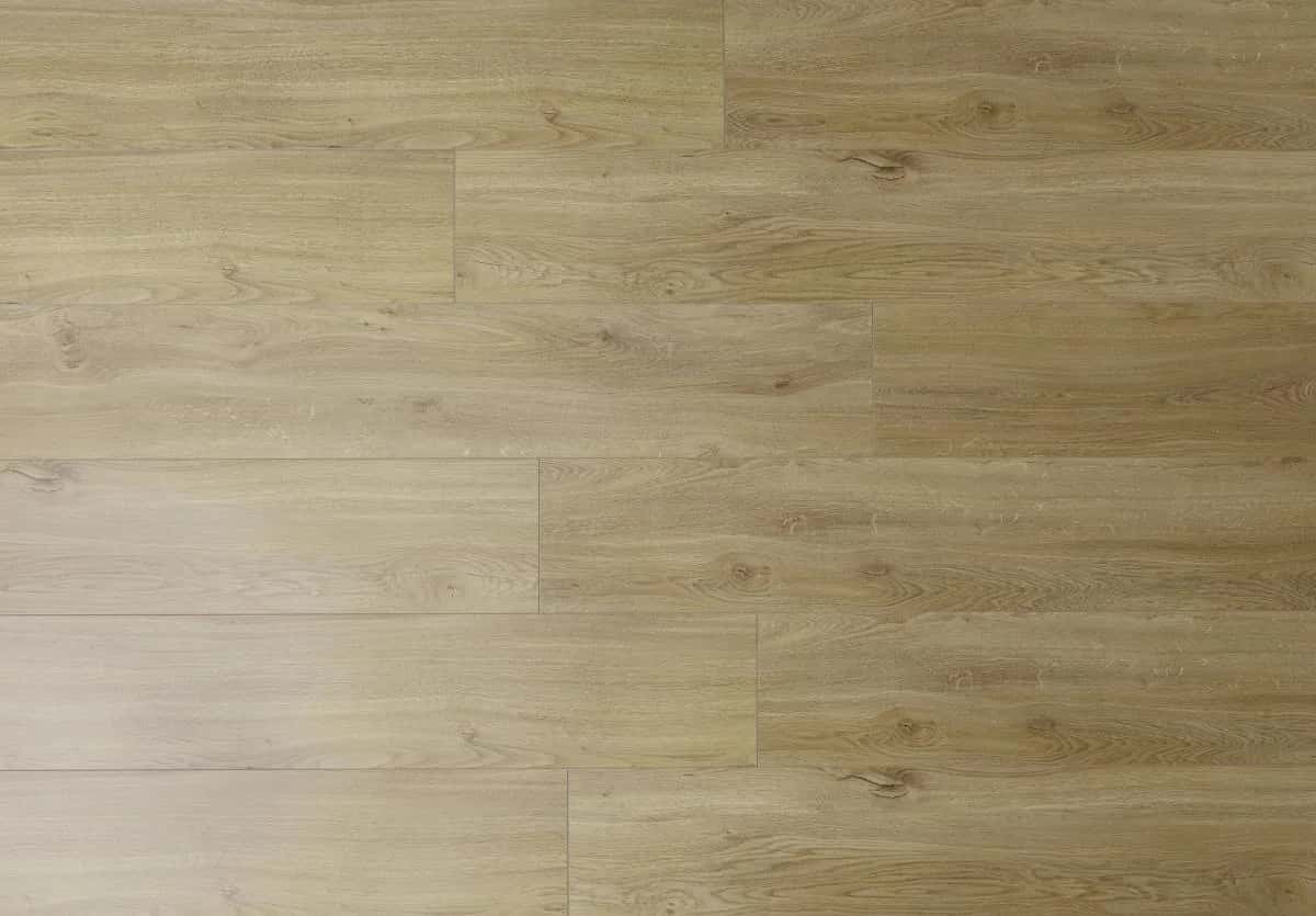 Lucerne Oak
