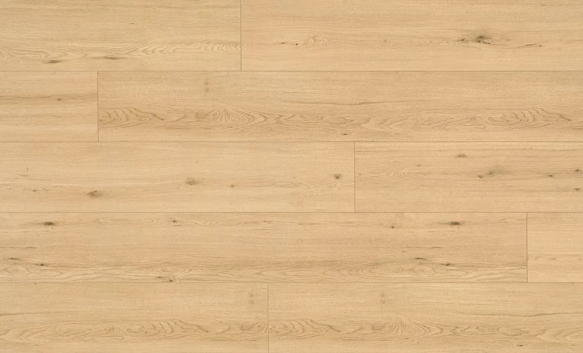 Disentis Oak