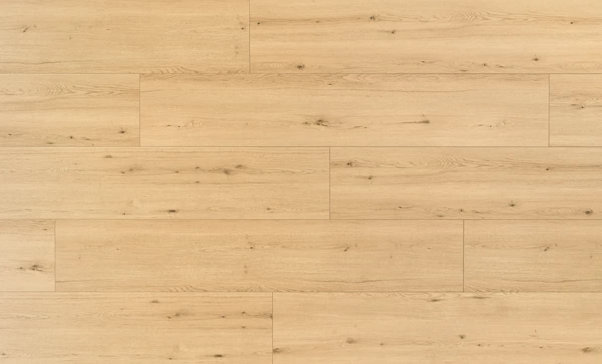 Disentis Oak