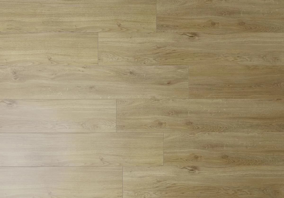 Lucerne Oak