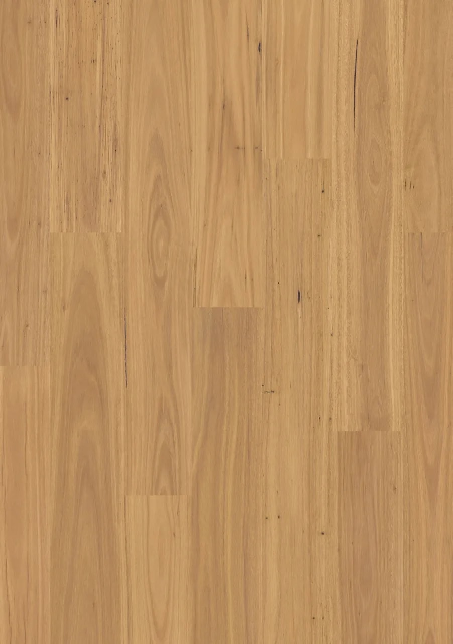 Pure blackbutt Laminate Eligna