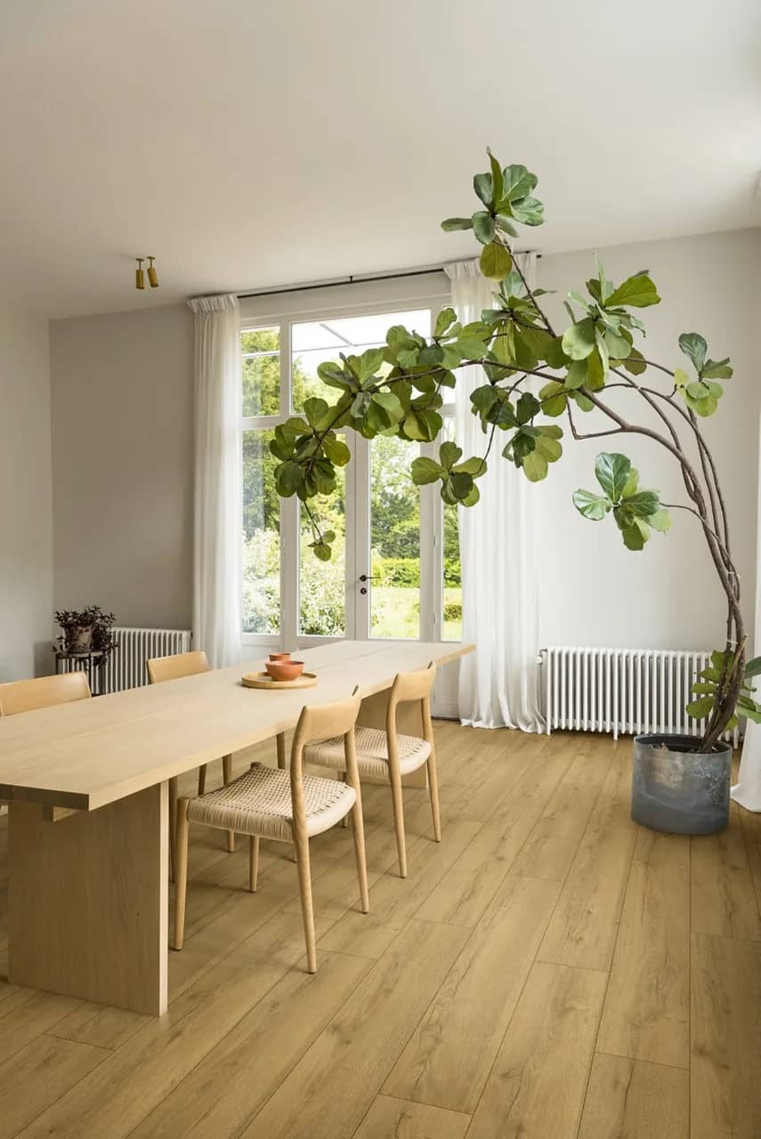 Honey brown oak Laminate Classic uygulama görünümü