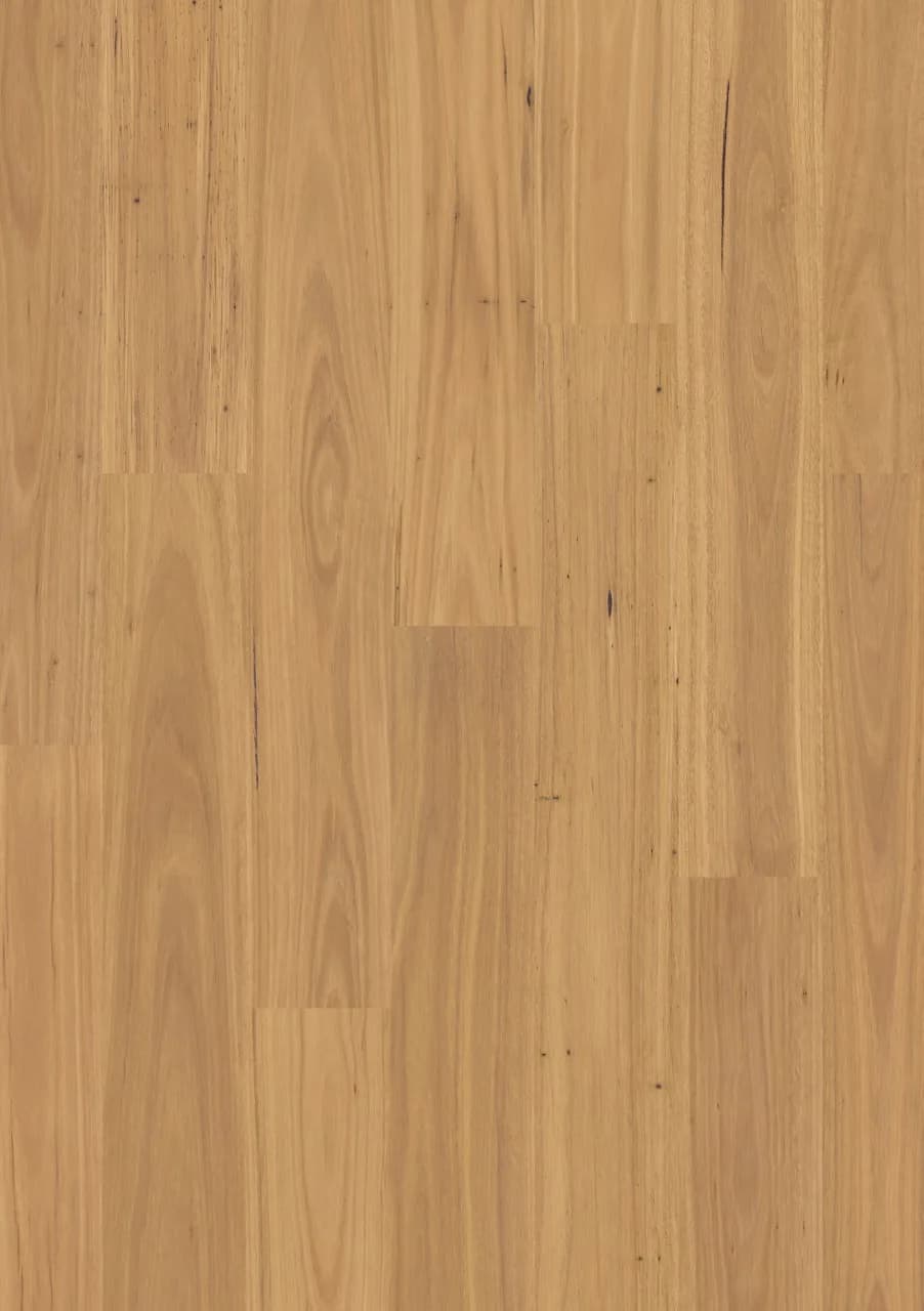 Pure blackbutt Laminate Eligna