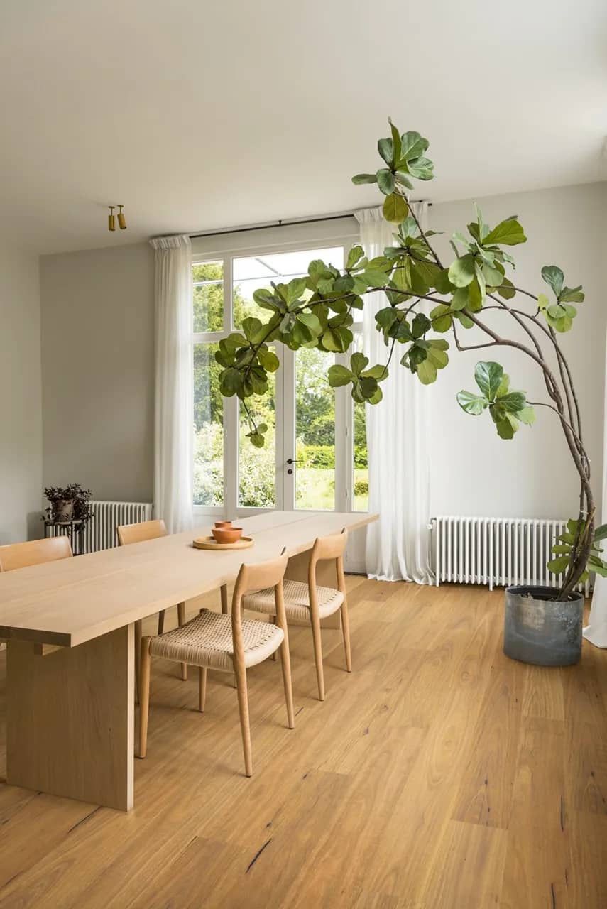 Pure spotted gum Laminate Eligna uygulama görünümü