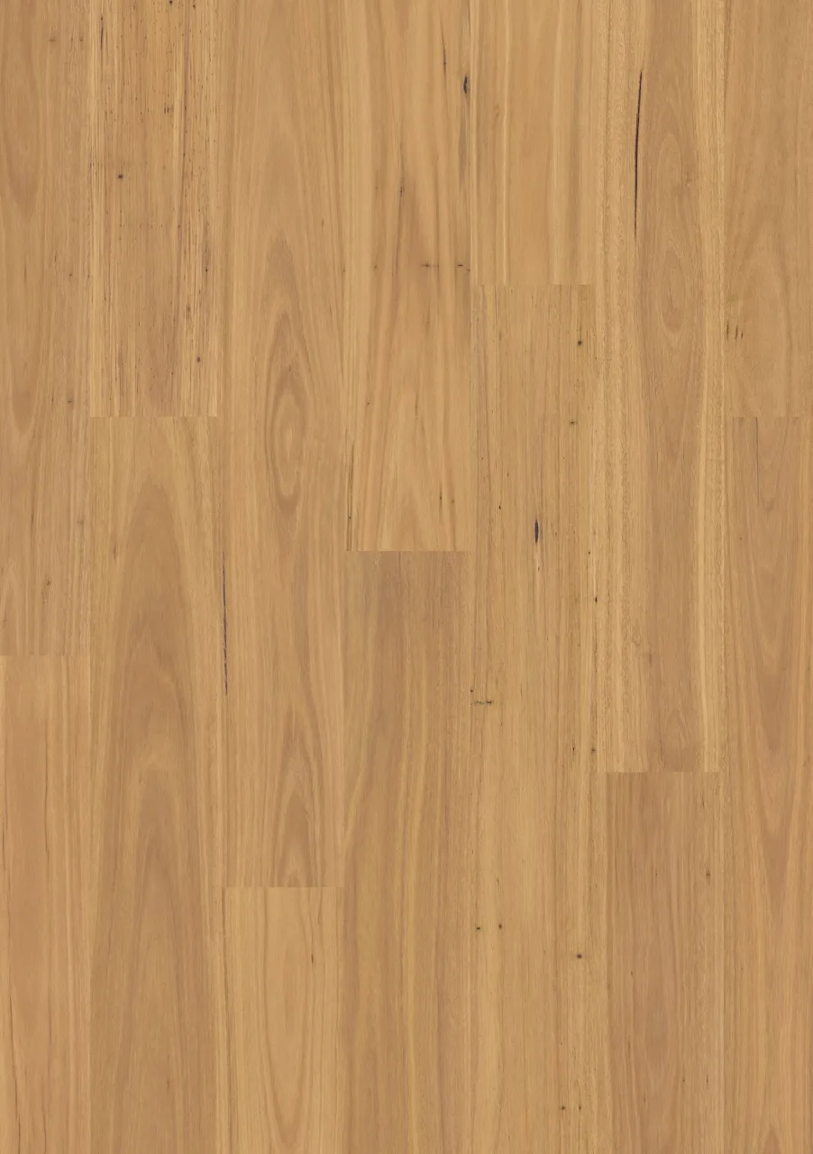 Pure blackbutt Laminate Eligna